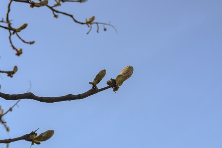 dissolve the chestnut treeの写真素材