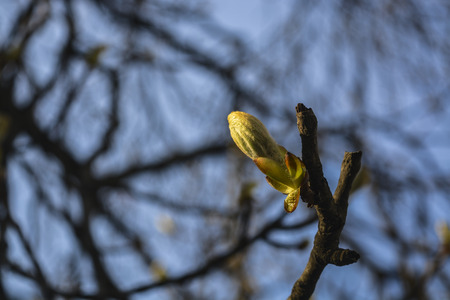 dissolve the chestnut tree