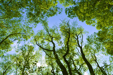 spring forest