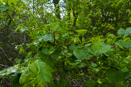 nature springの写真素材