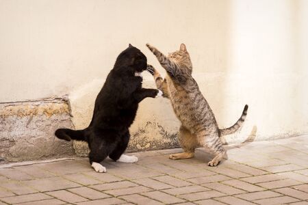 Two homeless cats fight against the wallの写真素材
