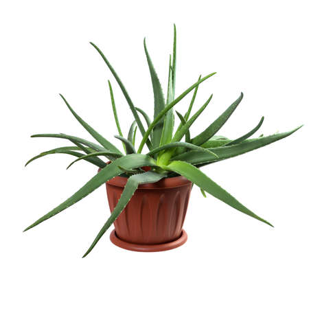 Aloe Vera in a brown flowerpot isolated on white backgroundの写真素材