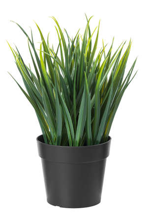Decorative plastic grass in a plastic black pot isolated on white backgroundの写真素材