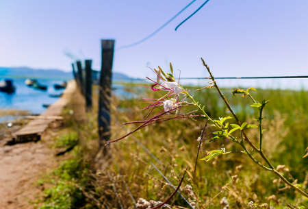 overturned and abandoned green boat on the riverside in sento sÃ© bahiaの写真素材
