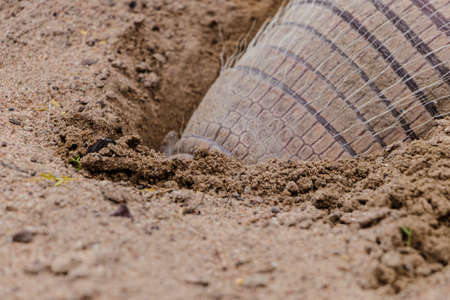 Brazilian armadillo on land in the hinterland of Bahia, excavating the land in search of food and...