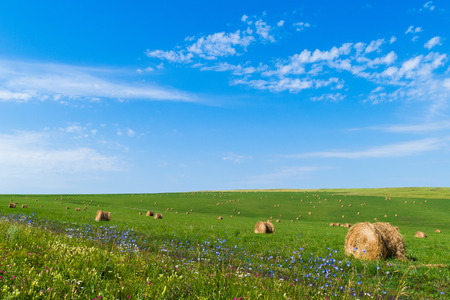Bales of hay on green grass against a blue skyの写真素材