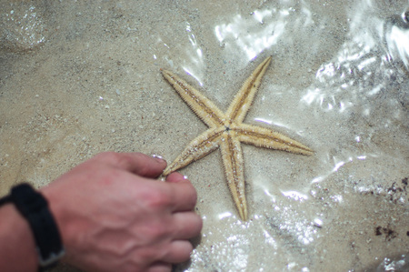 starfish in a male hand against the water and sandの写真素材