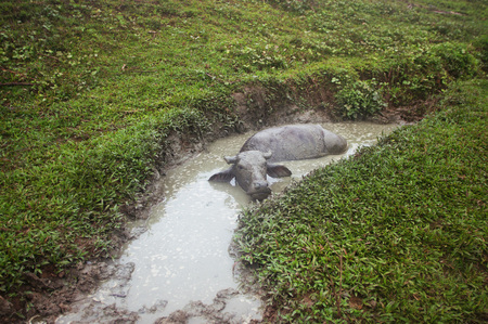 The old bigger buffalo lies in a mud puddleの写真素材
