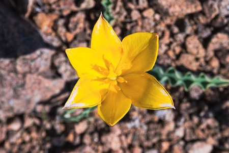 lonely yellow Tulip swaying in the wind among the stony rocks in the harsh conditions of survivalの写真素材