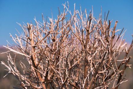 haloxylon. Saxaul tree in desert, spring morning, Kazakhstan, Haloxylon plants and sand dune. Shrub Saxaul grows in steppes of Central Asiaの写真素材
