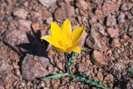 lonely yellow Tulip swaying in the wind among the stony rocks in the harsh conditions of survivalの写真素材