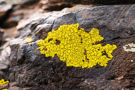 Yellowish lichens growing on light gray rockの写真素材