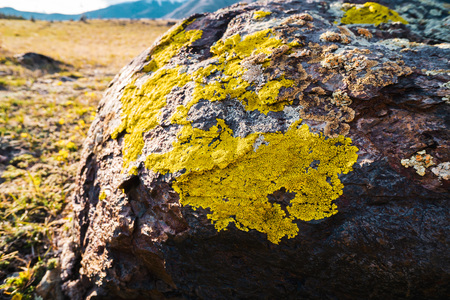 Yellowish lichens growing on light gray rockの写真素材