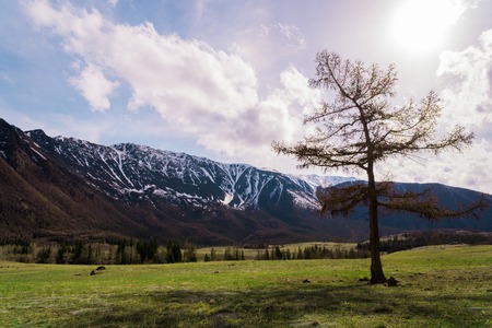 incredible landscape of a tree standing on the background of the peaks of the Altai mountains and running clouds.の写真素材