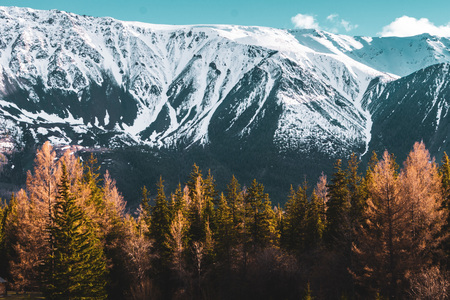 incredible landscape with trees on the background of snow-covered peaks of the Altai mountainsの写真素材