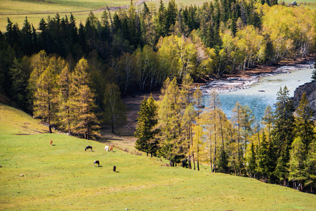 incredible Landscape valley of the Altai mountains with trees, horse and riverの写真素材