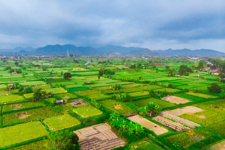 air view of green fields green rice and corn fields in Amed, Bali, Indonesia