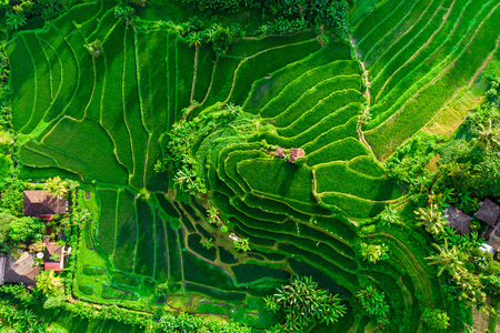 aerial view of green fields green rice and corn fields in Bali, Indonesiaの写真素材