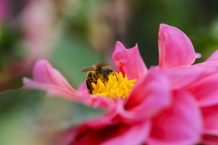 Shot of an insect on a flowerの写真素材