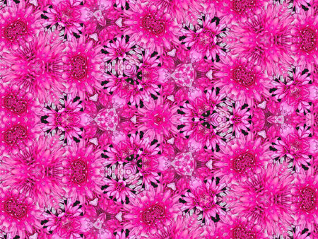 Seamless pattern with pink chrysanthemums. For eg fabric, wallpaper, wall decorations.の写真素材