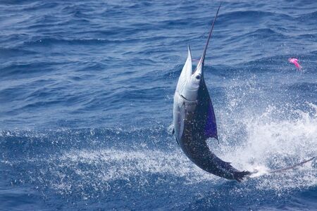 Fishの写真素材