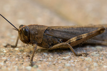 A grasshopper who was walking in the gardenの写真素材