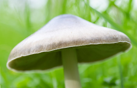 A mushroom popping up in the middle of a meadowの写真素材