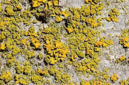 The moss that grows on the bark of a treeの写真素材