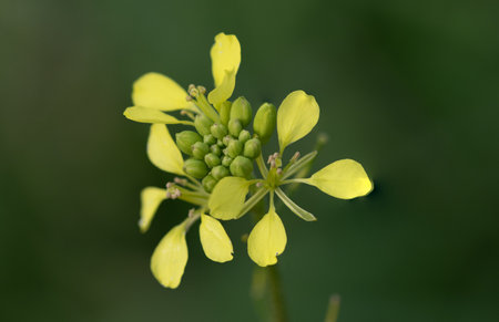 A seedling found in the middle of the fieldsの写真素材