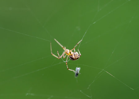 Spider on the web in the nature or in the garden. macroの写真素材
