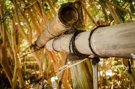 Bamboo roped together, located in West Palm Beach, Floridaの写真素材