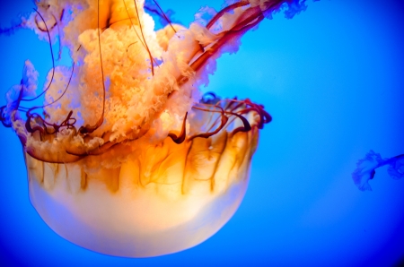 Swimming Jellyfishの写真素材