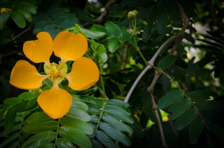 Yellow Flowerの写真素材