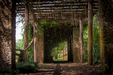 Garden Vine Walkwayの写真素材