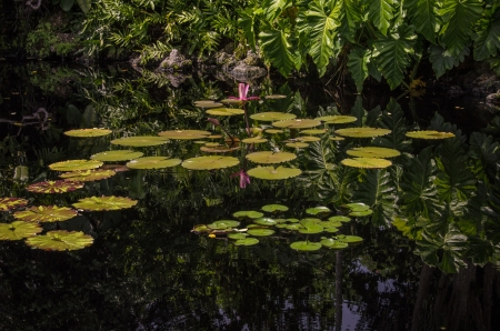 Lily Pondの写真素材