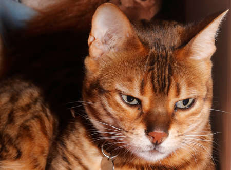 A beautiful Bengali cat
