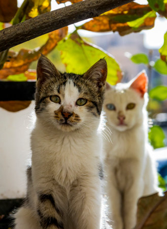 Two cats are sitting on the windowsill and looking at the camera.の写真素材