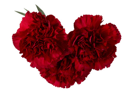 Carnation flowers. Isolation on a white background.の写真素材