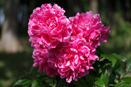 Red peonies in the garden.の写真素材