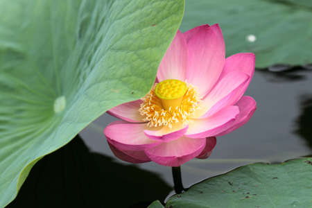 beautiful lotus flower の写真素材