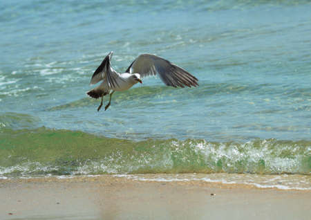 seagull and surfの写真素材