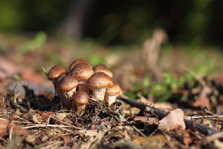mushrooms on the groundの写真素材