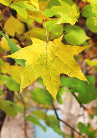 the lonely autumn yellow maple leaf