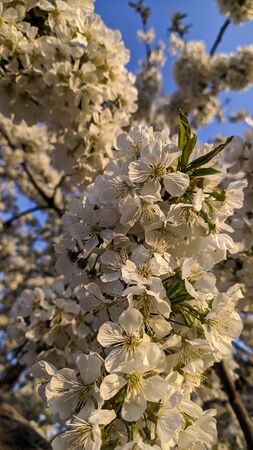Spring blooming gardens, white cherry flowers against a blue sky. Aprilの写真素材
