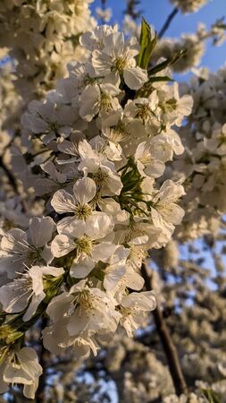 Spring blooming gardens, white cherry flowers against a blue sky. Aprilの写真素材
