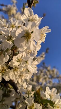 Spring blooming gardens, white cherry flowers against a blue sky. Aprilの写真素材