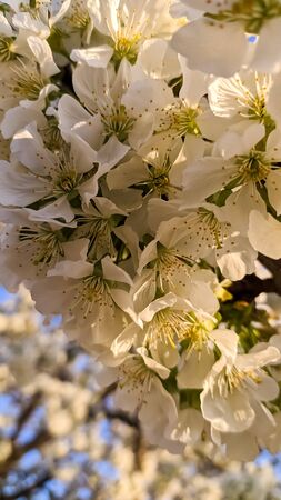 Spring blooming gardens, white cherry flowers against a blue sky. Aprilの写真素材