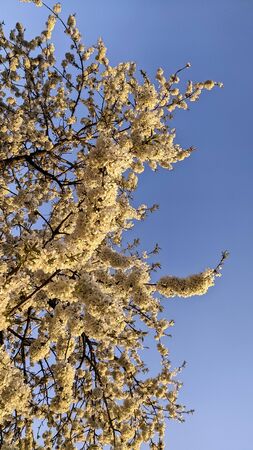 Spring blooming gardens, white cherry flowers against a blue sky. Aprilの写真素材