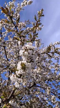 Spring blooming gardens, white cherry flowers against a blue sky.の写真素材
