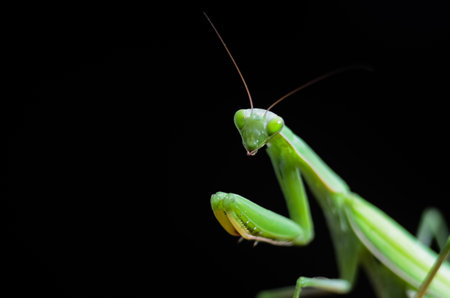 Praying Mantis on black background, closeup of photoの写真素材